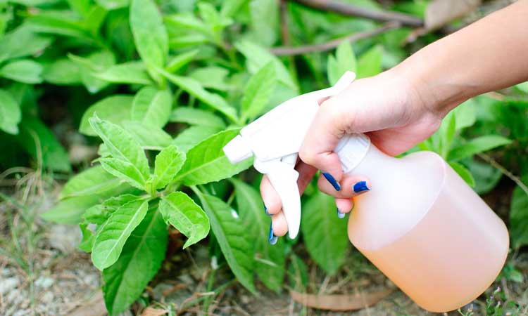 13 herbicidas caseros para Tackle Weeds