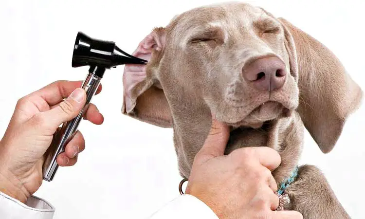 13 remedios caseros para la infección del oído del perro