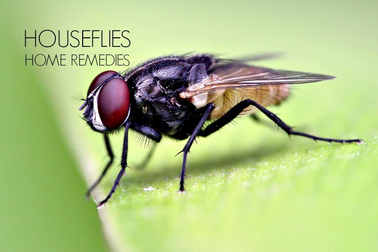 16 Remedios caseros para deshacerse de las moscas House