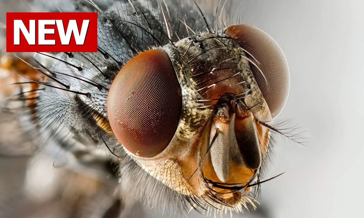 16 Remedios caseros para deshacerse de las moscas