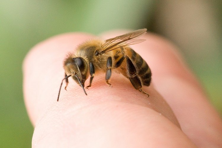 21 DIY Remedios caseros para Tratar Bee Sting