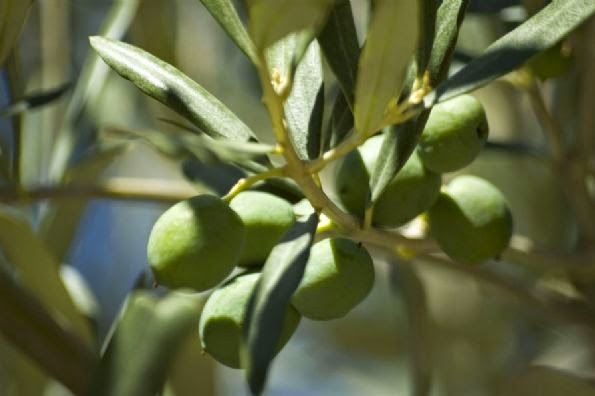 Olive Extracto de hoja