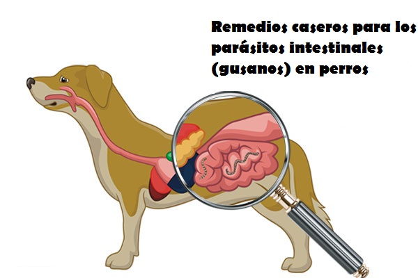 Remedios caseros para los parásitos intestinales (gusanos) en perros