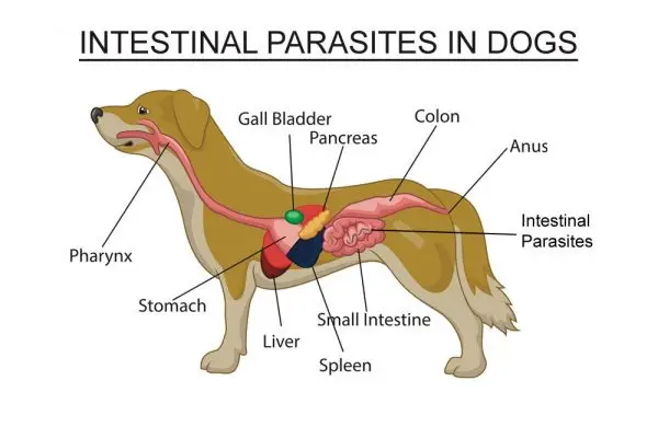 parásitos intestinales