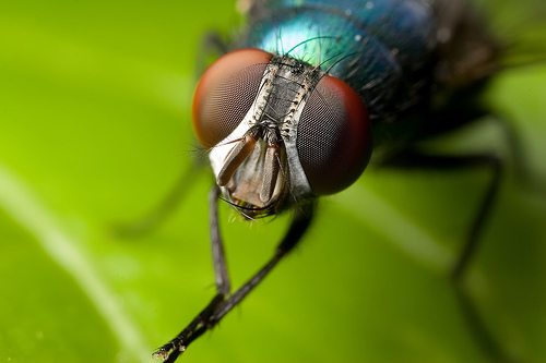 10 Remedios caseros para moscas