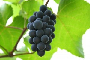 11 Beneficios para la salud de las uvas