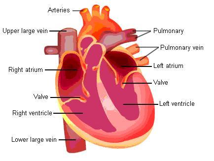 Estructura y función del corazón