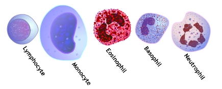 Tipos de glóbulos blancos