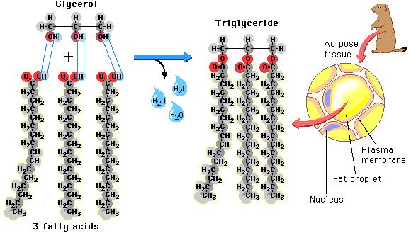 funciones de triglicéridos