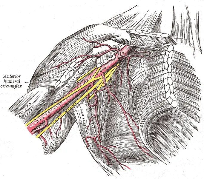 Anatomía de la articulación del hombro