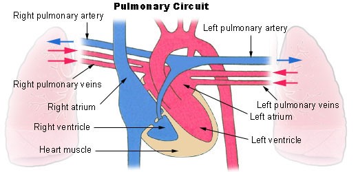 Capilares pulmonares
