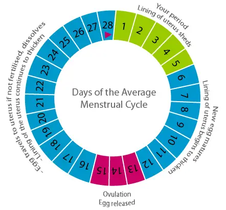 Ciclo menstrual corto