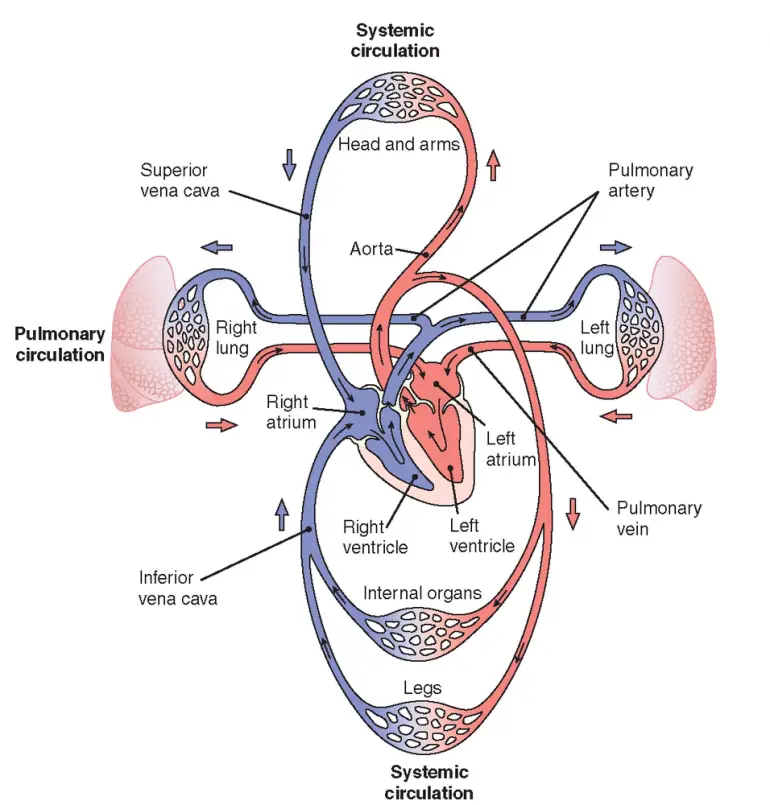Cuál es la diferencia entre la circulación pulmonar y la circulación sistémica