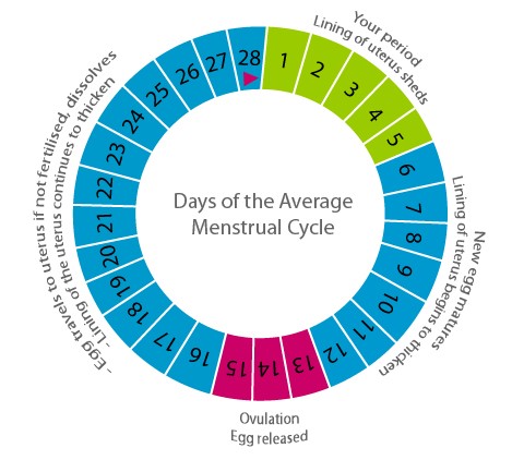 Cómo calcular el ciclo menstrual
