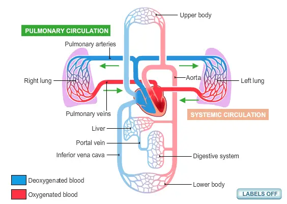 Diagrama del sistema circulatorio