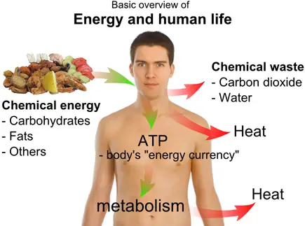 El Sistema Digestivo y el Metabolismo Corporal