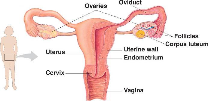 Endometrio engrosado