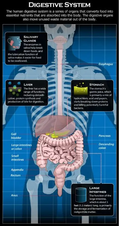Enfermedades del Sistema Digestivo
