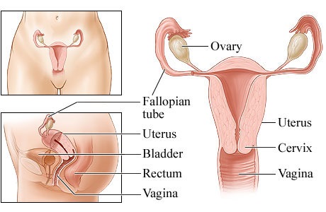 Enfermedades del Sistema Reproductivo Femenino