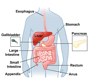 Función del sistema digestivo