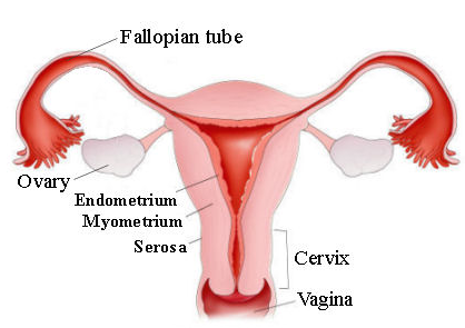 Grosor endometrial