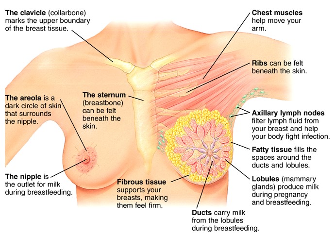 Imágenes de ultrasonido de cáncer de mama