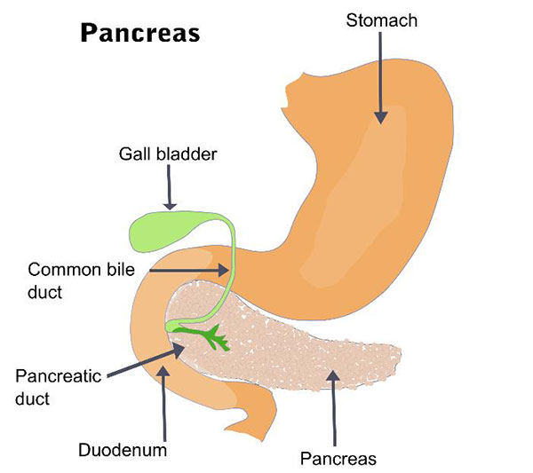 Insuficiencia pancreática