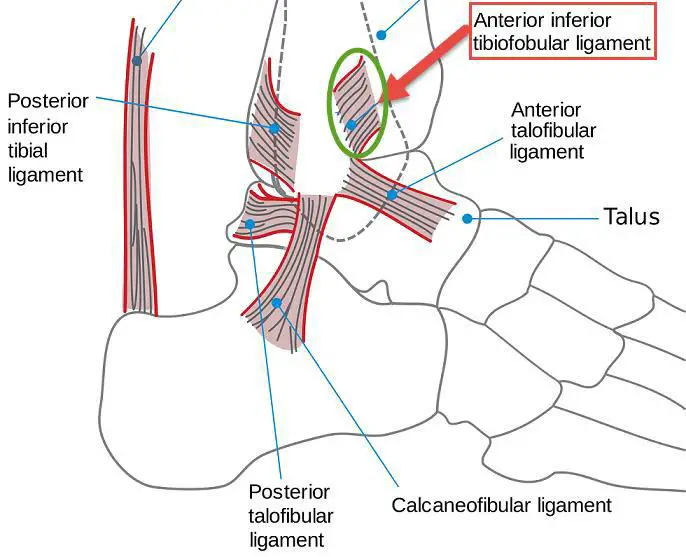 Ligamento tibioperoneo anterior