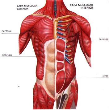Músculo espasmódico en todo el cuerpo