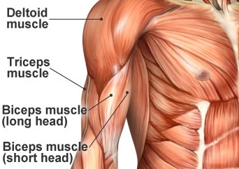 Músculos de la lámina del hombro