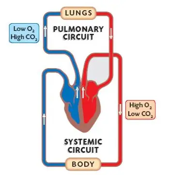 Sistema circulatorio doble