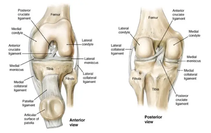 estructura de la rodilla