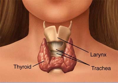 Cómo controlar la tiroides