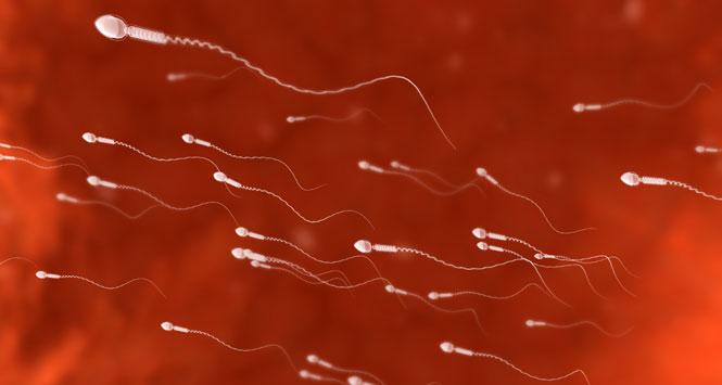 Hay espermatozoides en Precum
