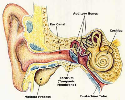 Infecciones crónicas del oído