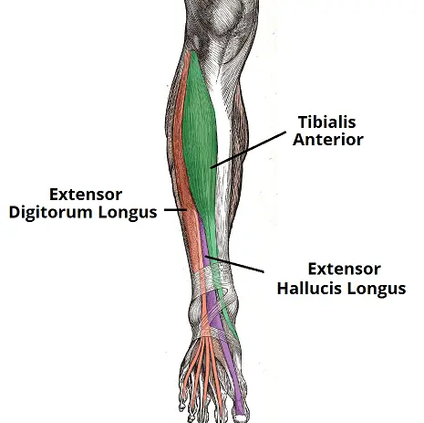 Los músculos de la pierna más baja