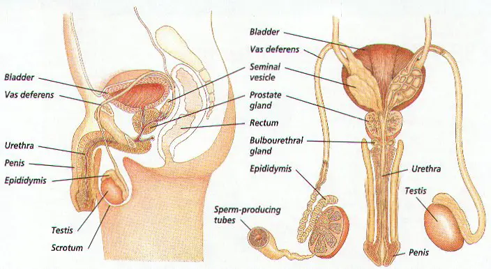 Sistema reproductor masculino Vista frontal