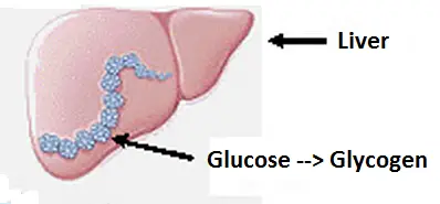 donde se almacena la glucosa