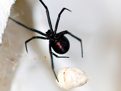 Mordedura de araña viuda negra