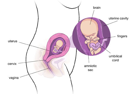 11 semanas de embarazo vientre