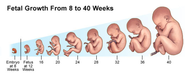 Cuando un embrión se convierte en un feto
