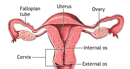 Cuello uterino en el embarazo temprano