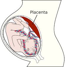 Cuándo se apodera la placenta