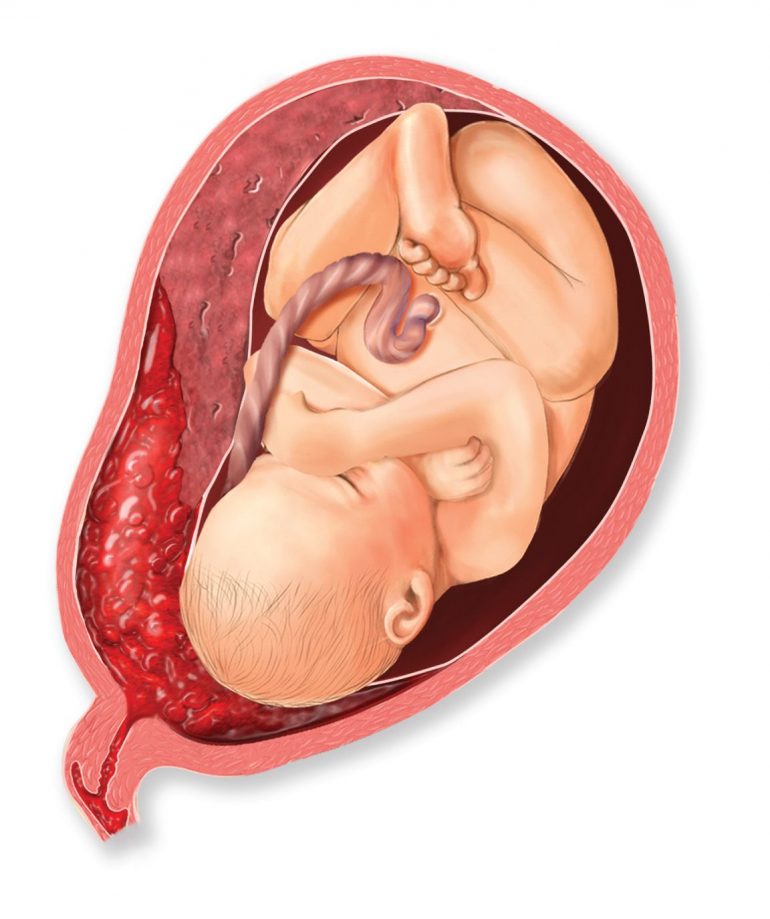 Cuándo se forma la placenta