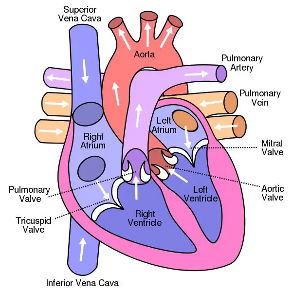 Diagrama del corazón etiquetado
