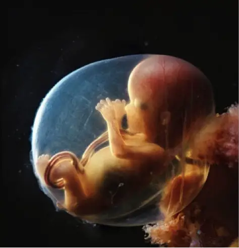 Do Popo de los bebés en el útero