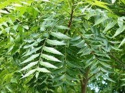 beneficios de comer hojas de neem